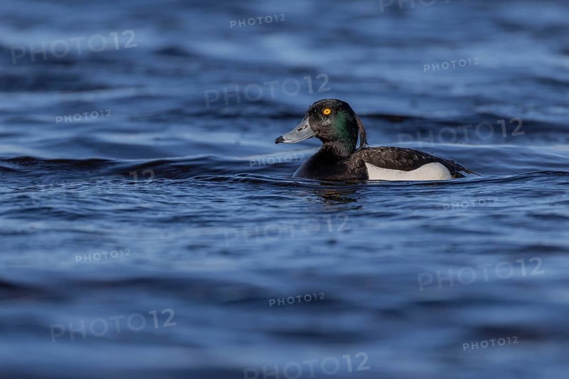Tufted duck (Aythya fuligula), male, Vadsö, Varangerfjord, Norway