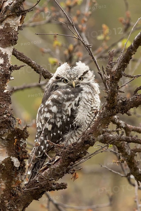 Northern Hawk-Owl (Surnia ulula) juvenile, Norway