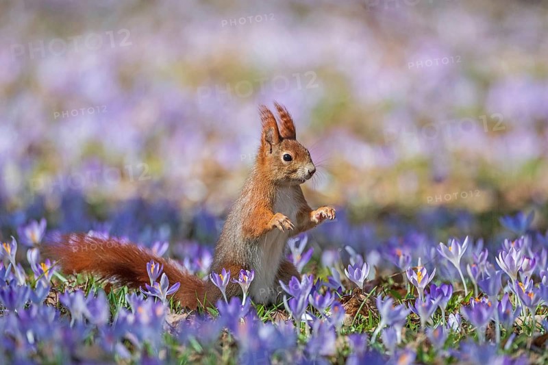 Squirrel, tree squirrel, sitting in a meadow with purple crocuses, crocus, spring, flowers, animals, soeaeutians, flying squirrels