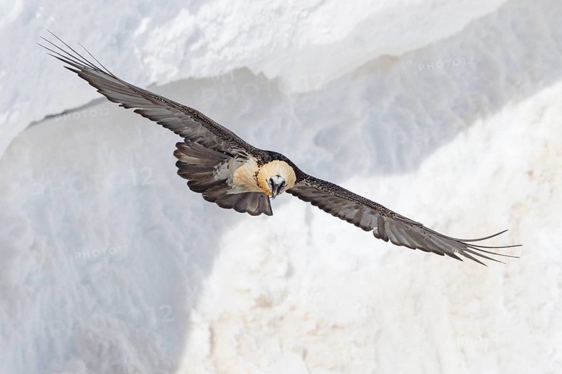 Bearded Vulture (Gypaetus barbatus) flying, Valais, Switzerland