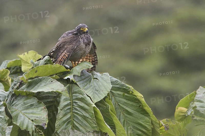 Roadside Hawk (Rupornis magnirostris), Ecuador