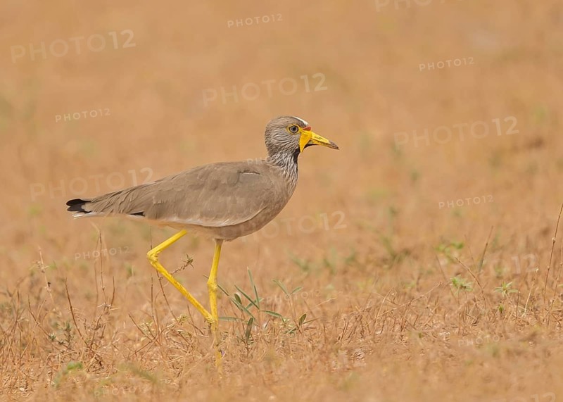 African Wattled Lapwing (Vanellus senegallus), Gambia