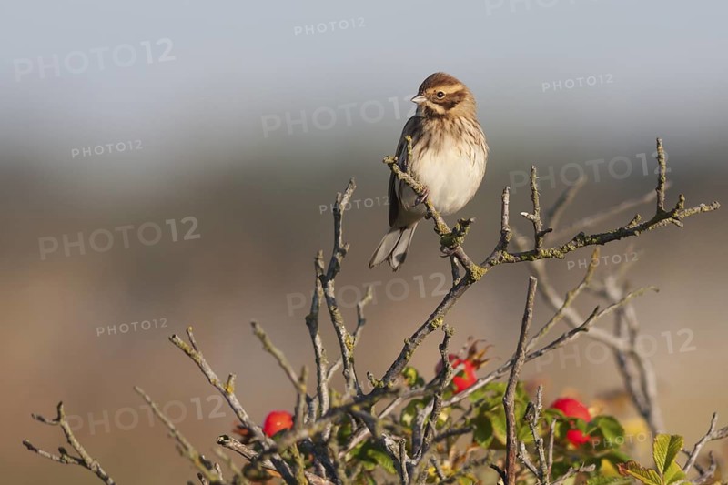 Reed Bunting - Rohrammer - Emberiza schoeniclus ssp. schoeniclus, Germany