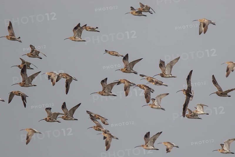 Eurasian Curlew (Numenius arquata) group flying, Netherlands
