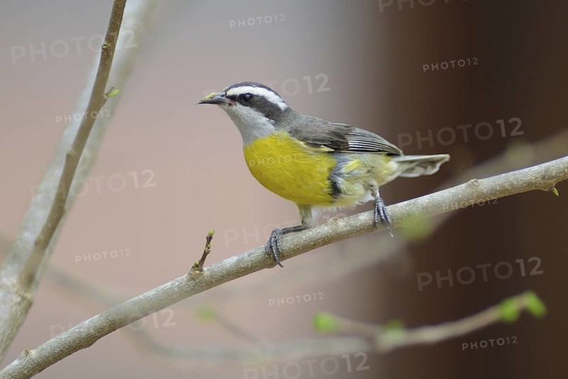 Bananaquit (Coereba flaveola), Pantanal, Brazil