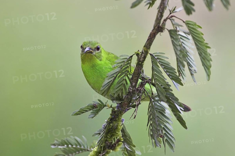 Green Honeycreeper (Chlorophanes spiza) female, Costa Rica