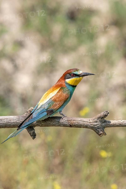European bee-eater (merops apiaster) on a branch in spring. Kaiserstuhl, Freiburg im Breisgau, Baden-Württemberg, Germany, Europe