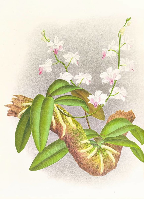 Orchid, Phalaenopsis esmeralda var candidula, authentic reproduction of an illustration by Jean Jules Linden (1817 - 1898), Luxembourgish-Belgian botanist, one of the fathers of orchid research, Historical