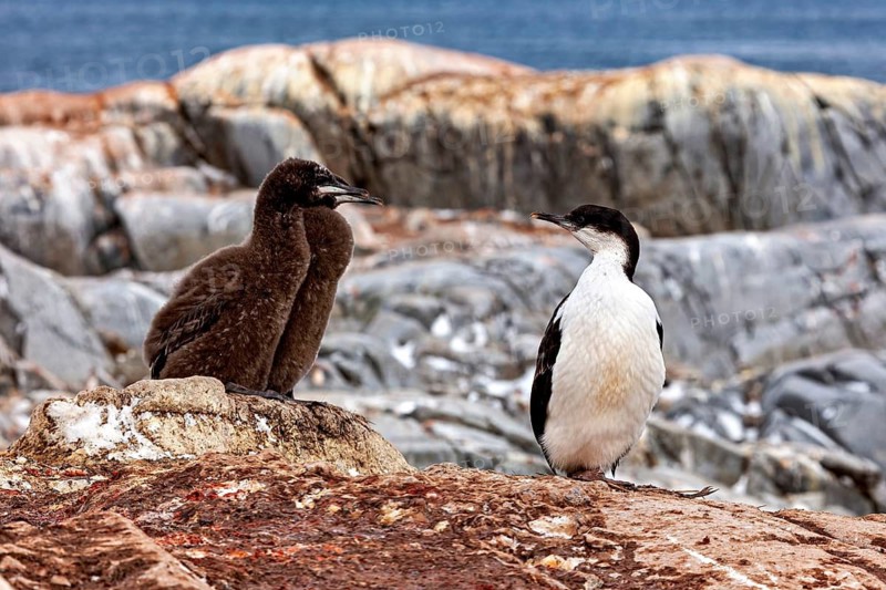 A chick and an adult bird sitting on rocks in front of a rocky coastal landscape, The Blue-eyed Cormorant (Leucocarbo atriceps) Cormorant