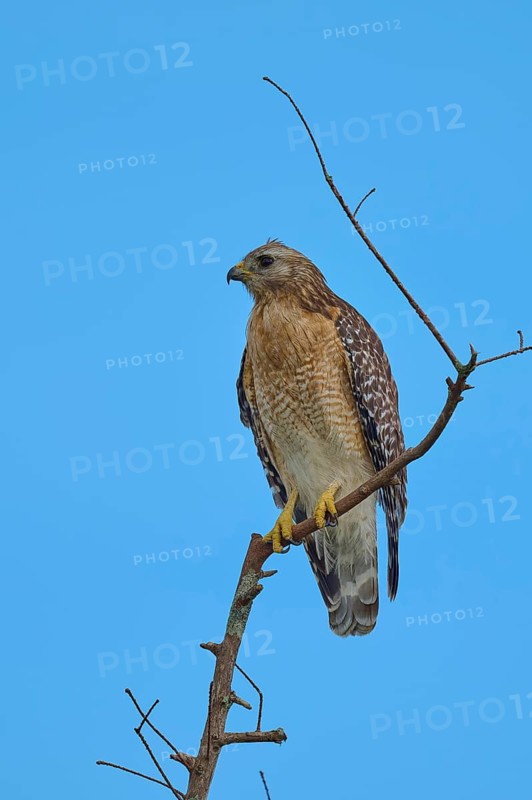 Red-shouldered Hawk (Buteo lineatus), on branch in front of blue sky, Orlando Wetlands, Christmas, Florida, USA