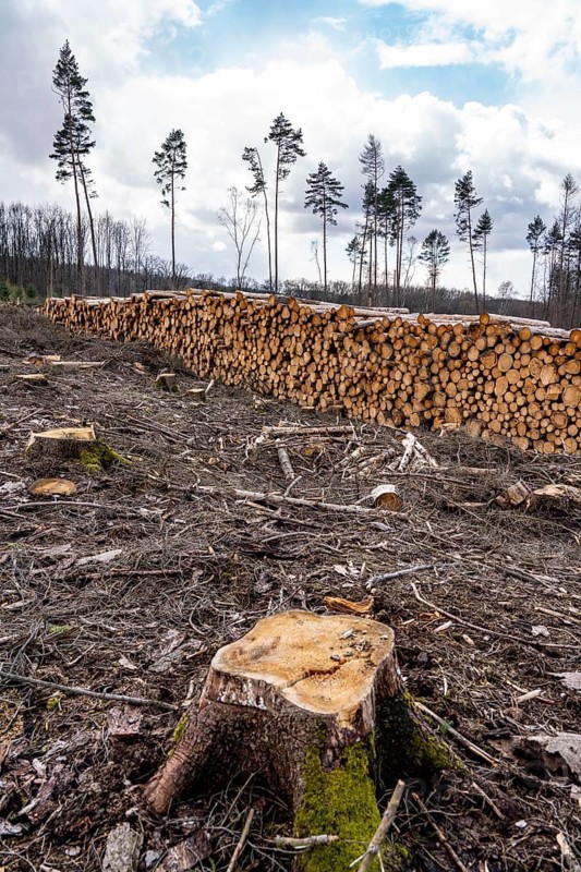 Cleared forest in the Arnsberg Forest near Warstein-Sichtigvor, Soest district, wood pile, site of a spruce forest that had died due to heavy bark beetle infestation and was felled, North Rhine-Westphalia, Germany