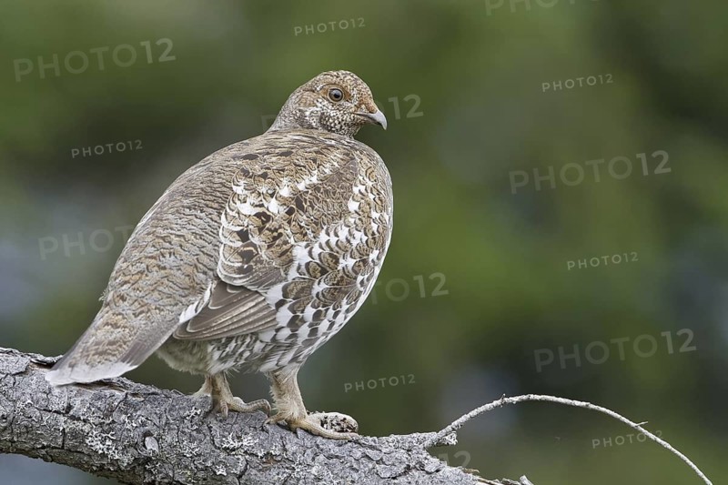 Sooty Grouse (Dendragapus fuliginosus) female, British Columbia, Canada