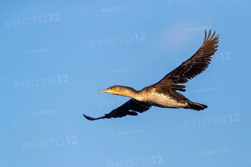 White-breasted Cormorant, (Phalacrocorax lucidus), aerial view, blue sky, side view, Africa, False Bay Nature Reserve Strandfontein Sewage Works, Cape Town, Western Cape, South Africa
