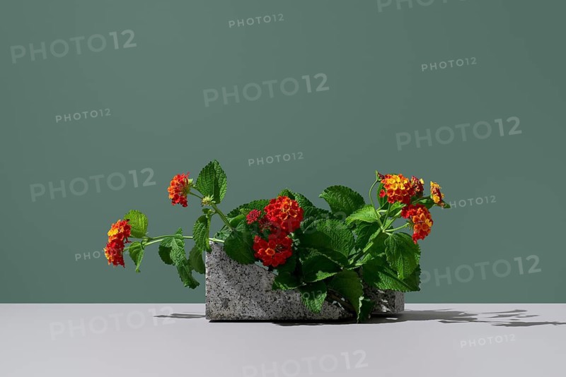 Vibrant red and yellow flowers of Lantana camara, an evergreen shrub from the Verbenaceae family, elegantly displayed in a concrete planter against a green background
