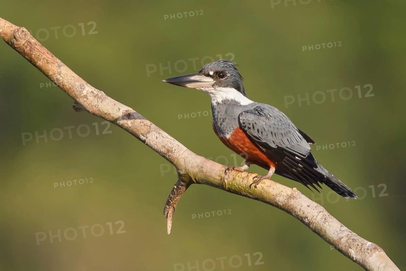 Ringed Kingfisher (Megaceryle torquata), Ecuador