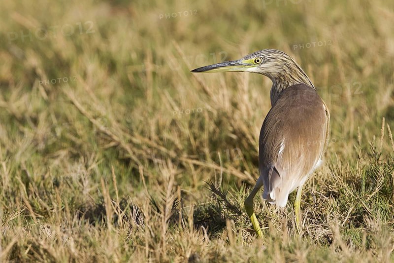 Squacco Heron (Ardeola ralloides), Oman