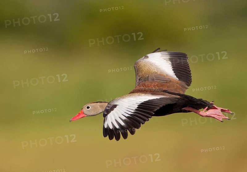 Black-bellied Whistling Duck (Dendrocygna autumnalis) flying, Florida, USA