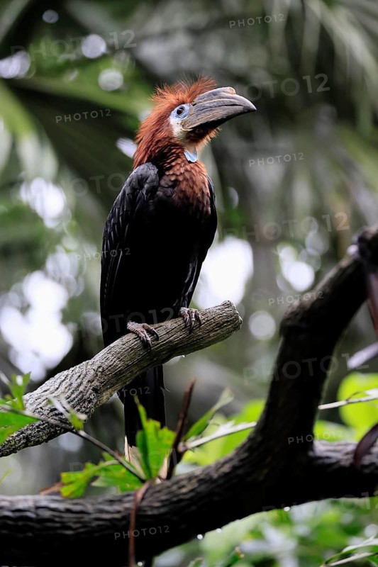 Black-helmeted Hornbill (Ceratogymna atrata), Club-tailed Hornbill, adult, female, perch, South America