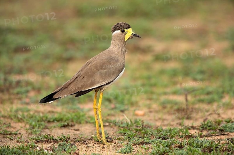 Yellow-wattled Lapwing (Vanellus malabaricus) perched on the ground, Udawalawe National Park, Sri Lanka