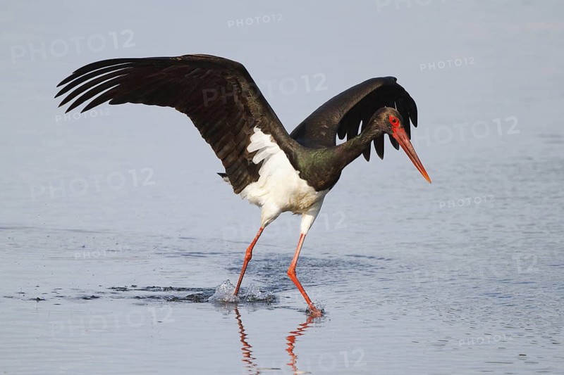 Black Stork (Ciconia nigra), Greece