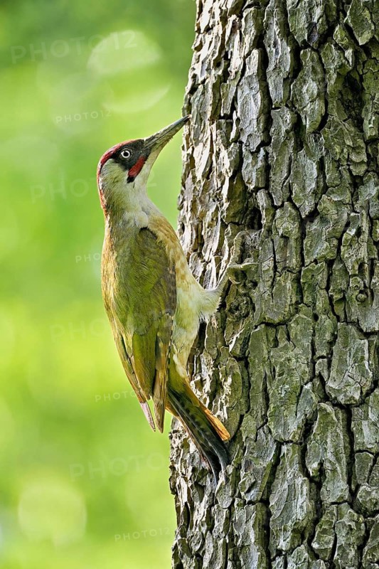 Green woodpecker (Picus viridis), male on a tree trunk, Canton Zug, Switzerland