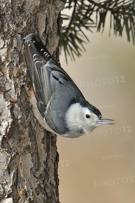White-breasted Nuthatch (Sitta carolinensis) climbs down a tree, Maine, USA