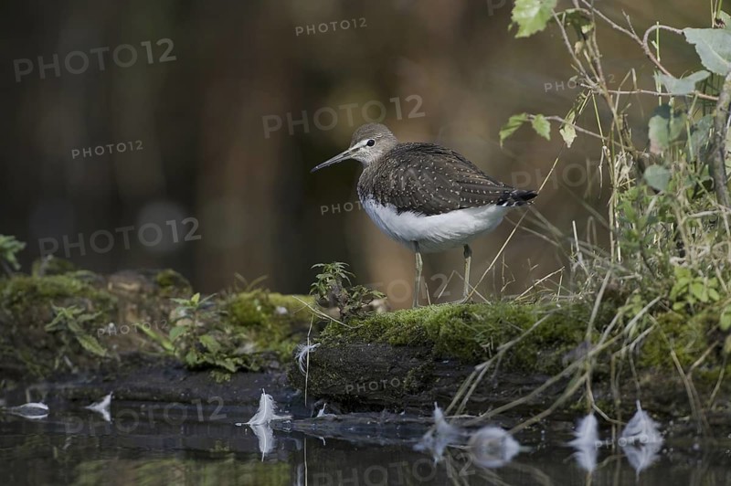 Green Sandpiper (Tringa ochropus), Saxony, Germany