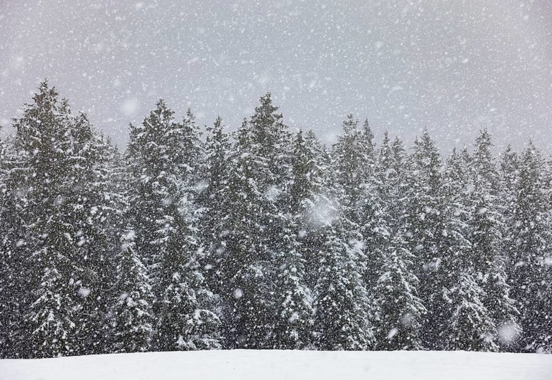 Winter forest during snowfall, Mondseeland, Salzkammergut, Upper Austria, Austria