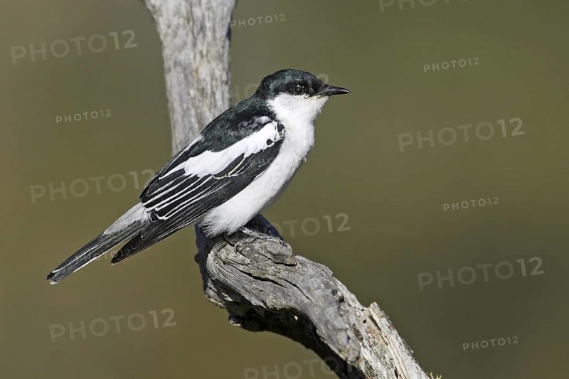 White-winged Triller (Lalage tricolor), Victoria, Australia