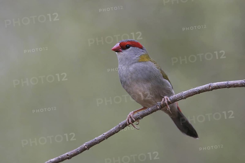 Red-browed Finch (Neochmia temporalis), Victoria, Australia