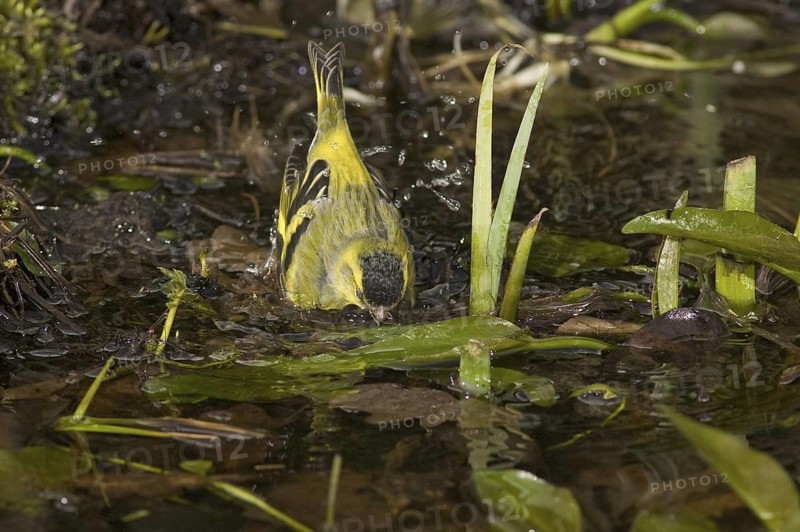 Eurasian Siskin (Spinus spinus) male, Saxony, Germany