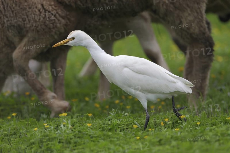 Kuhreiher; lat. Bubulcus ibis; zwischen weidenden Schafen bei der Nahrungssuche