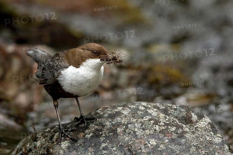 White-throated Dipper (Cinclus cinclus cinclus) with insects in its beak, Dalarna, Sweden