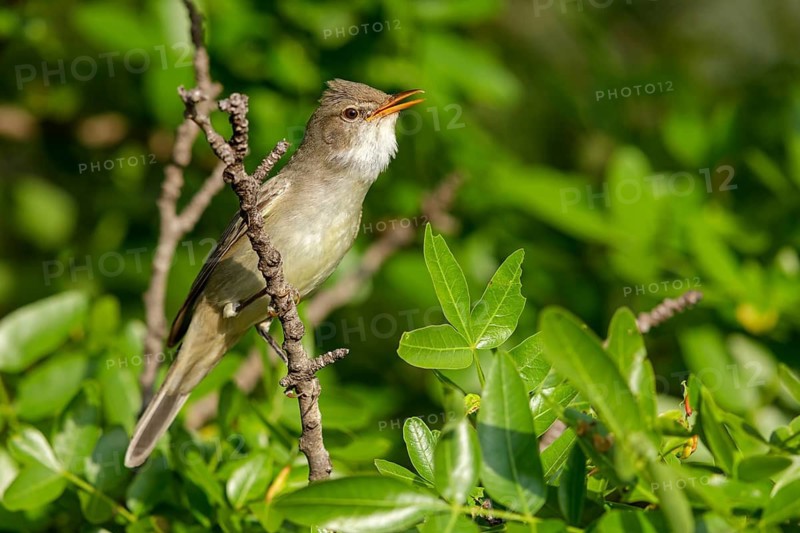 Olive warbler, (Hippolais olivetorum), animal, animals, bird, birds, biotope, habitat, perch, branch, twig, foraging, songbird, reed warbler family Lesvos, Greece