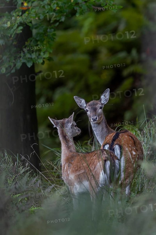 Fallow deer (Dama dama) and calf on the way to the rut, autumn, rut, fallow deer rut, October, Germany