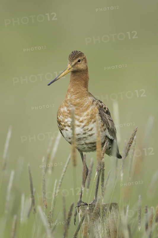 Black-tailed Godwit (Limosa limosa), Iceland