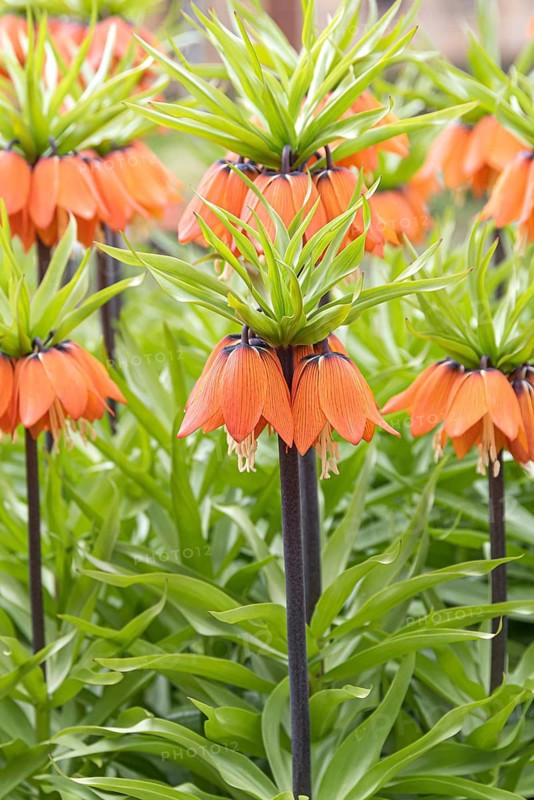 Imperial Crown (Fritillaria imperialis 'Aurora')