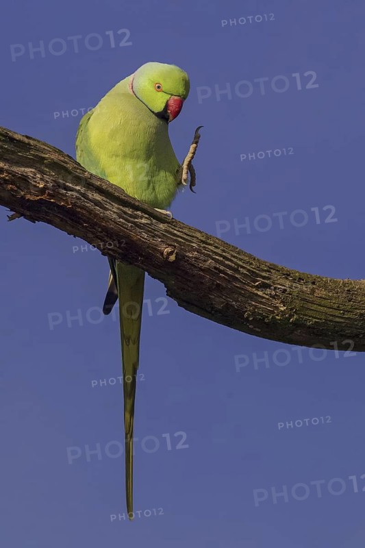 Rose-ringed Parakeet (Psittacula krameri) male, United Kingdom
