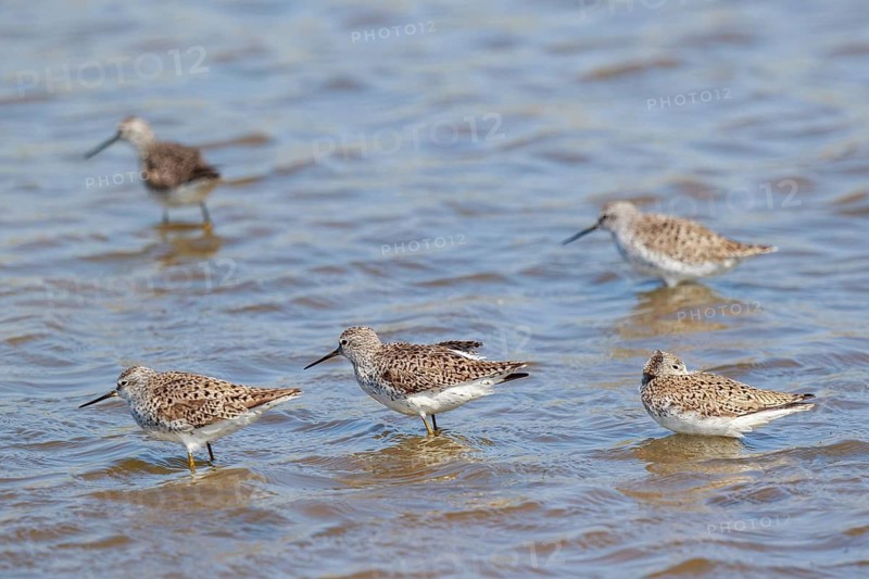 Marsh Sandpiper (Tringa stagnatilis) group foraging, Lesvos, Greece