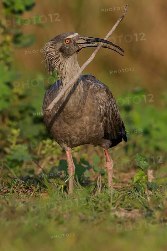 Plumbeous Ibis (Theristicus caerulescens) feeding in a wetland area in the Pantanal region of Brazil