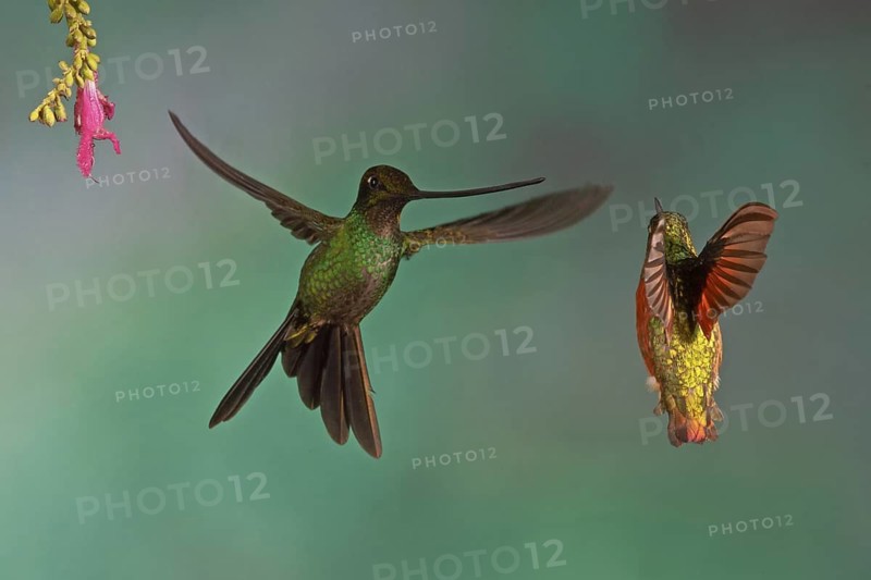 A Sword-billed Hummingbird (left) and a Chestnut-breasted Coronet battle over a hummingbird feeder