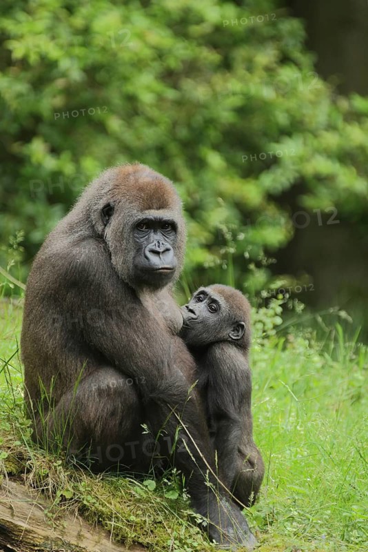 Western lowland gorilla (Gorillla gorillla gorillla), mother, young, suckling, two, captive