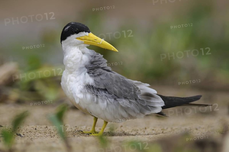 Large-billed Tern (Phaetusa simplex), Pantanal, Brazil