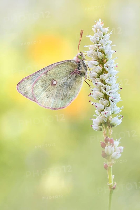 Mountain Clouded Yellow (Colias phicomone) butterfly female on blossom, Valais, Switzerland