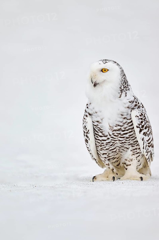 Snowy owl in the snow (Bubo scandiacus) captive, Czech Republic