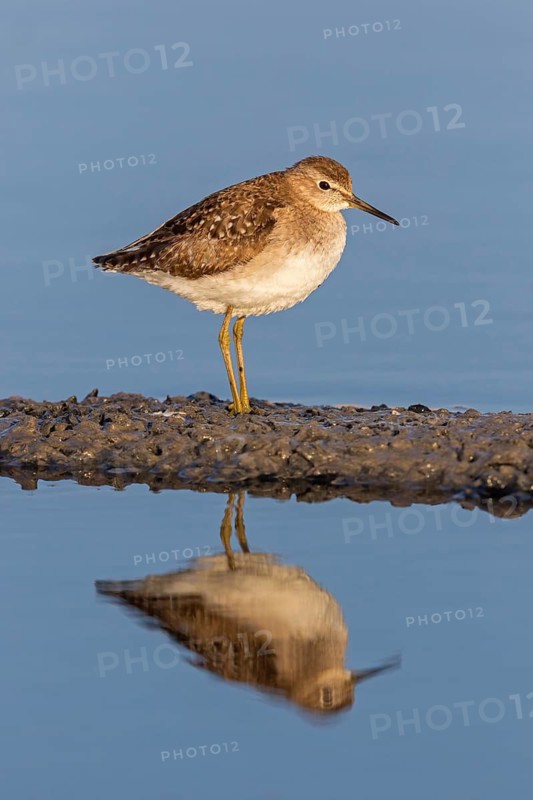 Wood Sandpiper, (Tringa glareola), animals, birds, biotope, foraging, waters, snipe family, Israel