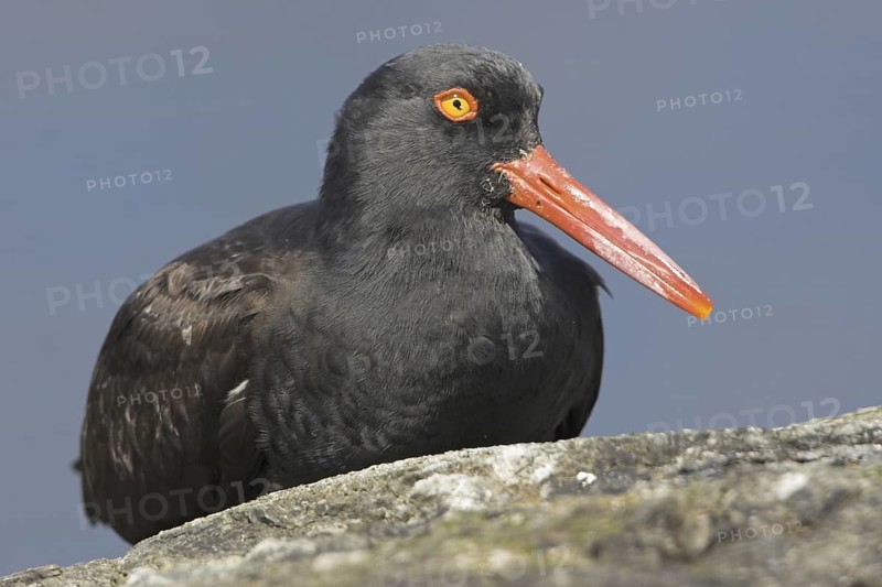 Black Oystercatcher (Haematopus bachmani), British Columbia, Canada