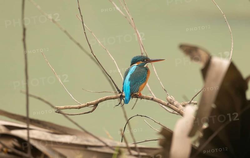 A common kingfisher (Alcedo atthis), Sreepur, Gazipur, Bangladesh