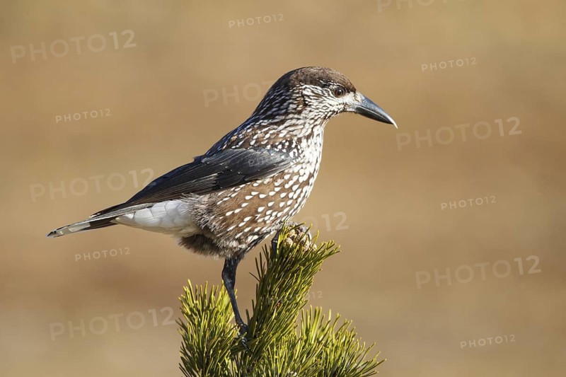 Spotted Nutcracker (Nucifraga caryocatactes), Carinthia, Austria