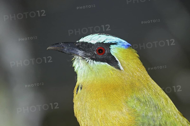 Blue-crowned Motmot Momotus momota Las Cruces OTS Station, San Vito, COSTA RICA 4 November Adult Momotidae